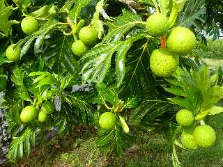 Pierrefonds - Fruits  pain