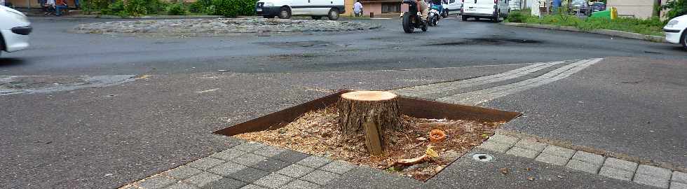 Violences urbaines  St-Louis - Fvrier 2013 - Arbre trononn