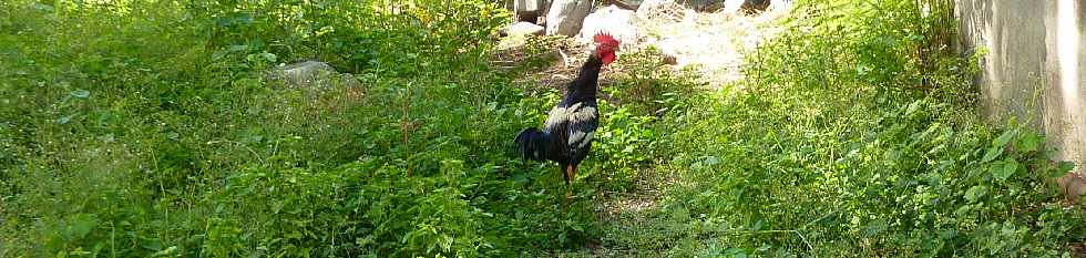 Coq en libert  Pierrefonds