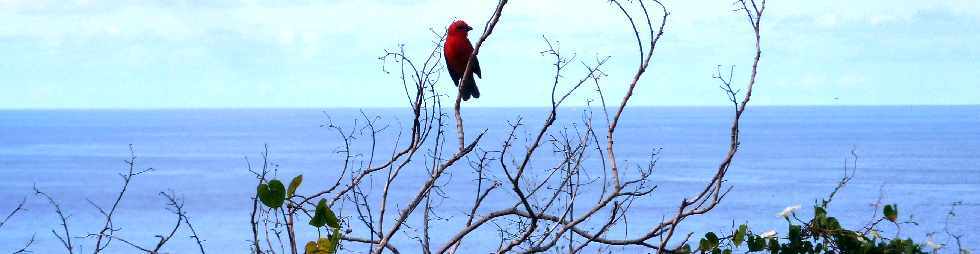 Grands Bois - Cardinal mâle