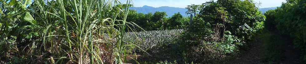 Bassin Plat - Champ d'ananas