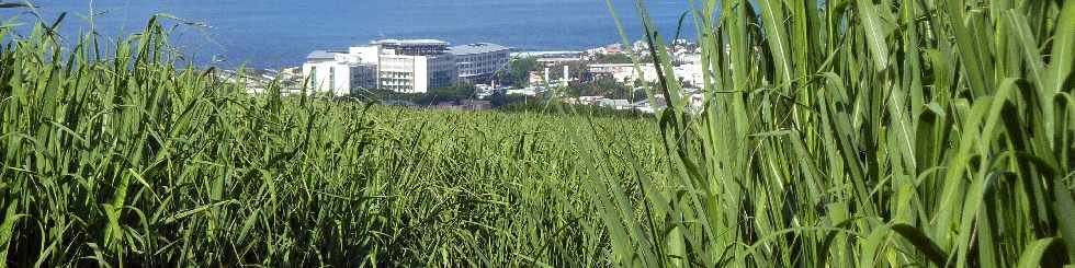 Bassin Plat -  Chemin Ringuin - Vue sur le CHU de Terre Sainte