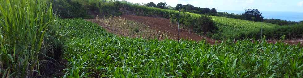 Bassin Plat -  Chemin Ringuin -  Champ de mas