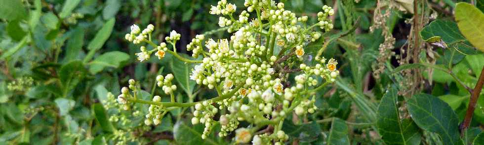 Bassin Plat -  Chemin Ringuin - Faux poivriers en fleurs