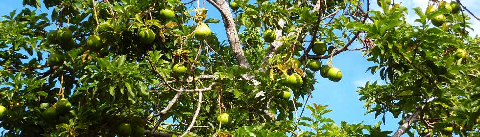 Bassin Plat -  Chemin Ringuin - Avocatiers