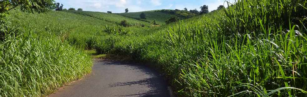 Bassin Plat -  Chemin Boissy - Champs de canne