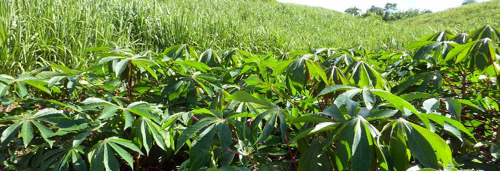 Bassin Plat -  Chemin Boissy - Manioc et cannes