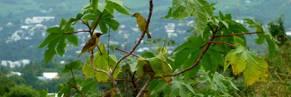 Bois d'Olives - Belliers dans les ricins