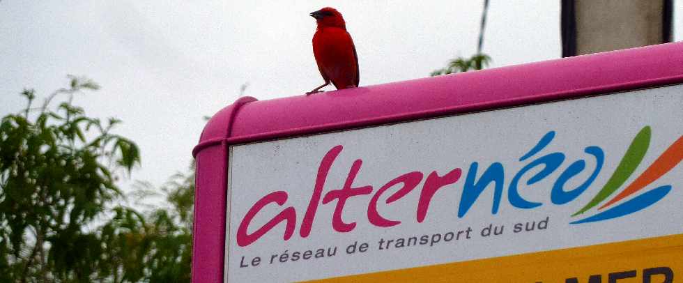 Un cardinal qui prend les transports en commun ...