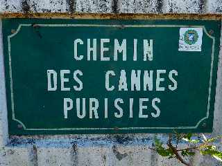 La Rivire Saint-Louis -  Chemin des cannes purisies