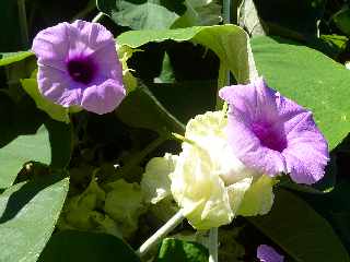 La Rivire Saint-Louis -   Liane Thunbergia