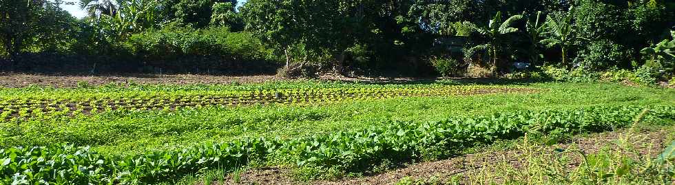 La Rivire Saint-Louis -  Zone agricole pierre