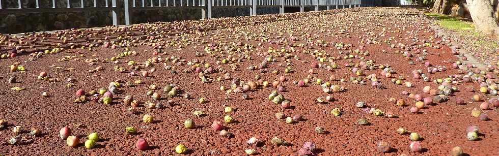 St-Pierre - Ravine Blanche - Fin mars 2013 - Rue Luthuli - Fruits du raisinier -