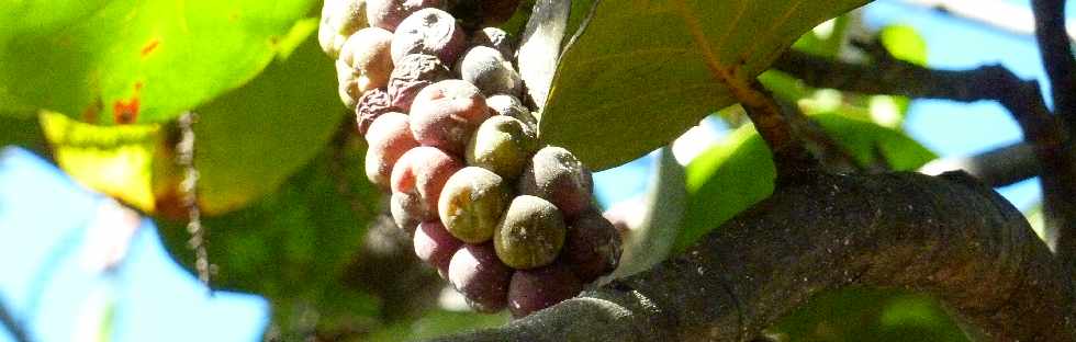 St-Pierre - Ravine Blanche - Fin mars 2013 - Rue Luthuli - Fruits du raisinier -