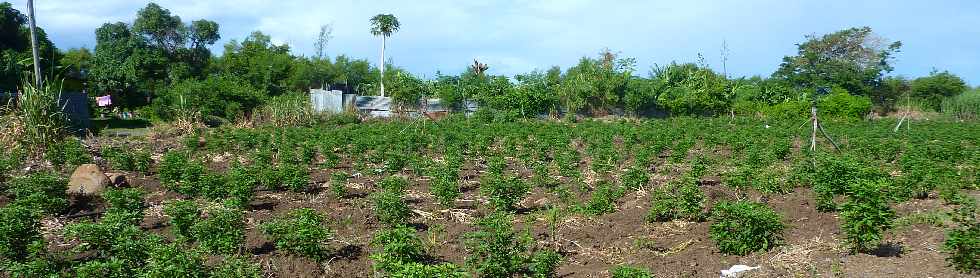 St-Louis - Plantation de piments