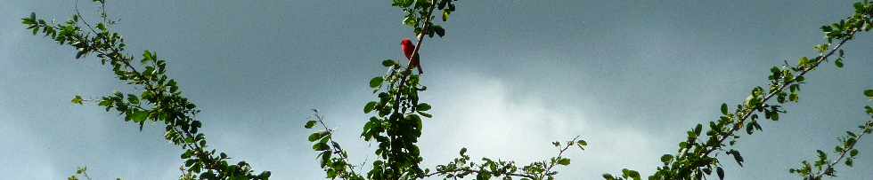 St-Paul - Savane - Cardinal