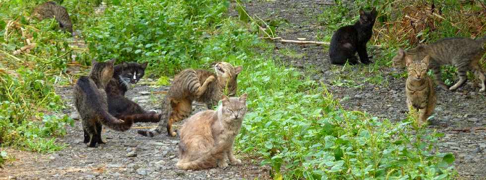 St-Louis - Chats bien soigns