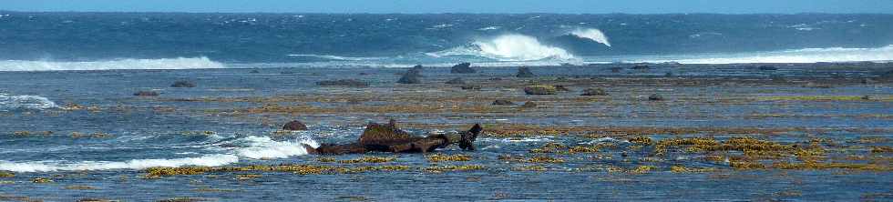 St-Pierre - Avril 2013 -  Coraux à découvert par marée basse