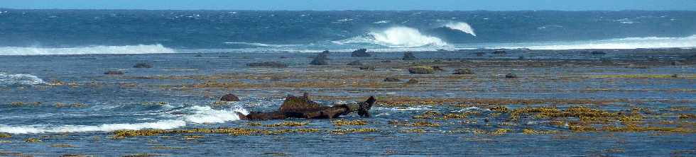 St-Pierre - Avril 2013 -  Coraux  dcouvert par mare basse