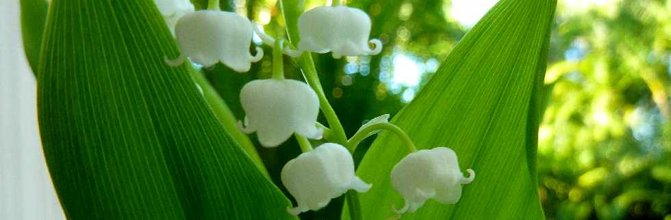 St-Pierre - 1er mai 2013 -  Vente de muguet