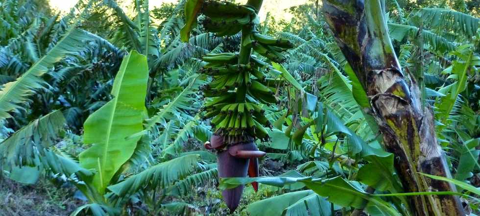 Vrai rgime de bananes