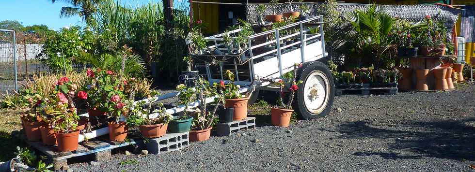 St-Pierre - Jardi Pierrefonds - Des plantes au meilleur prix -