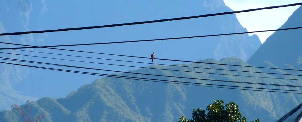 30 juin 2013 - St-Pierre - Ligne des Bambous - Merle Maurice