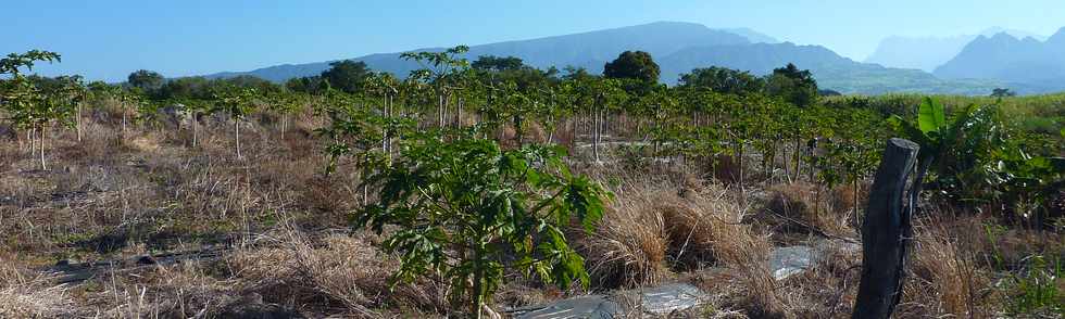 Pierrefonds - Plantation de papayers