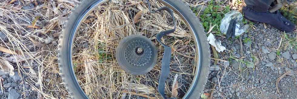 Tribulus Cistoides, pagodes - ou pagotes, terreur du cycliste ...