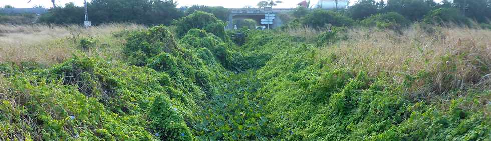 St-Pierre - La Saline - Ravine sans nom