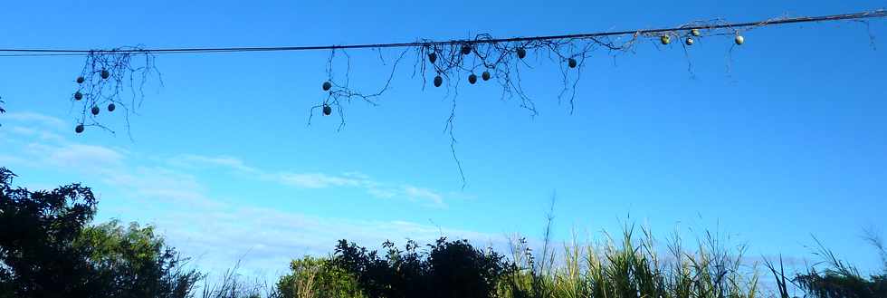 Lianes calebasses -  Ravine des Cabris - Chemin Diagonal