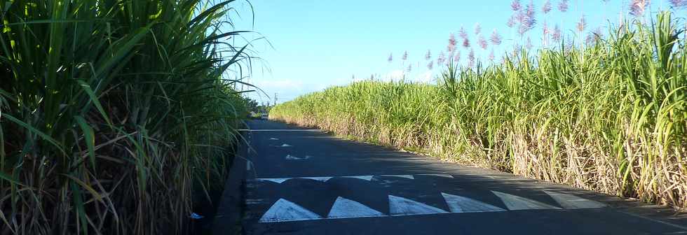 Ravine des Cabris - Chemin Diagonal