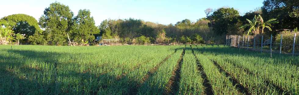 Rivire St-Louis - Ouaki - Champ d'oignons