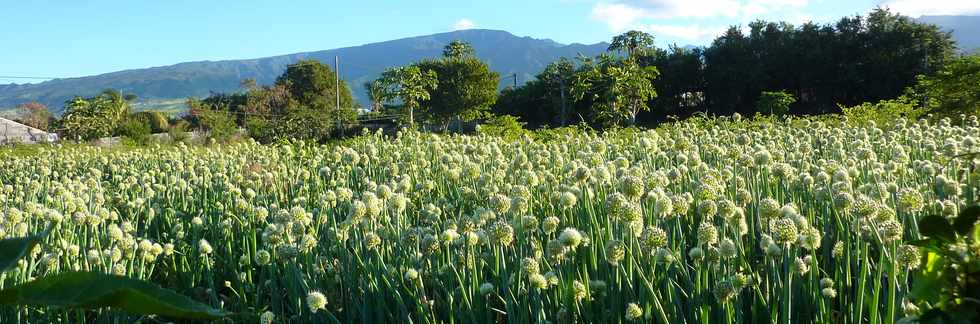 Rivire St-Louis - Ouaki - Champ de fleurs d'oignons