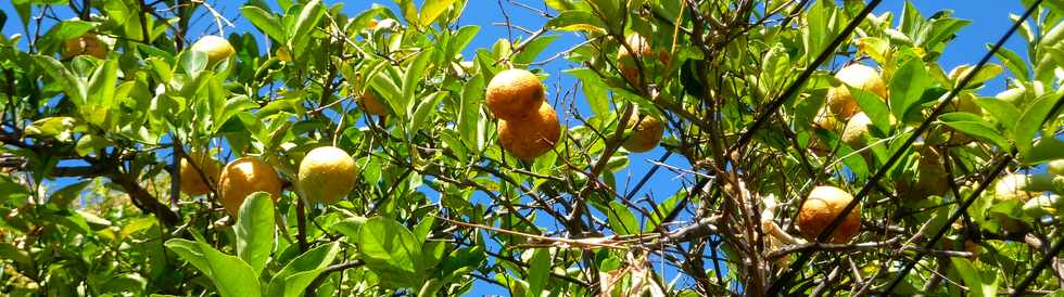 Rivire St-Louis -  Citrons au Ouaki