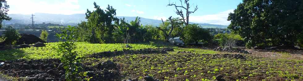 La Rivire St-Louis - Maraichage au Ouaki