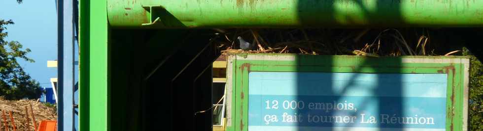 St-Pierre - Balance des Casernes - 16 aot 2013 - Chargement des cannes - Pigeon