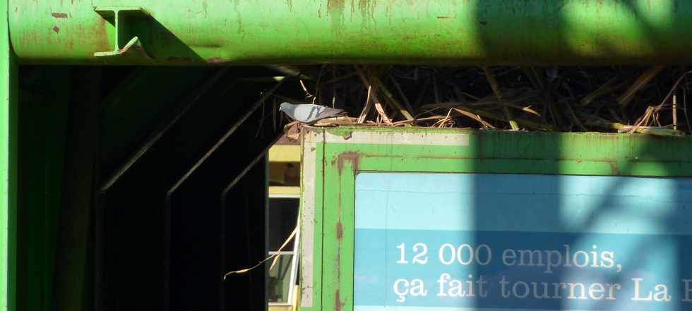 St-Pierre - Balance des Casernes - 16 août 2013 - Chargement des cannes - Pigeon
