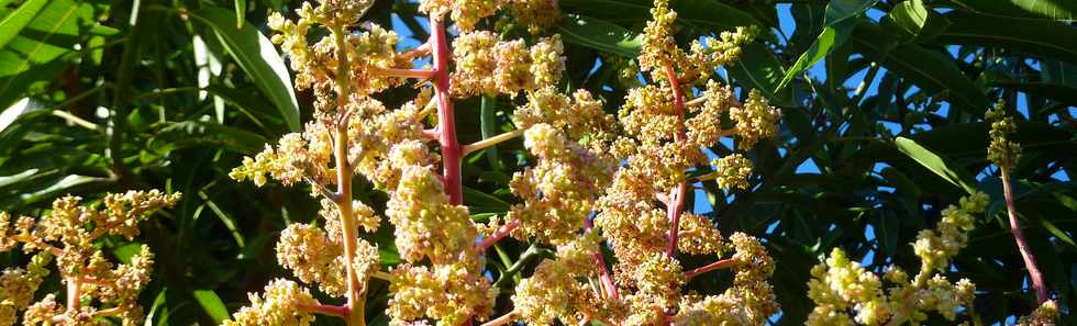 La Rivire- Ouaki -  Verger de manguiers en fleurs