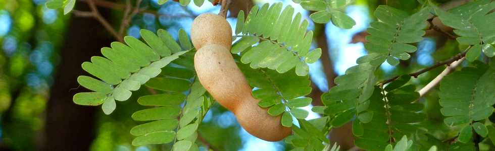 Tamarin - fruit