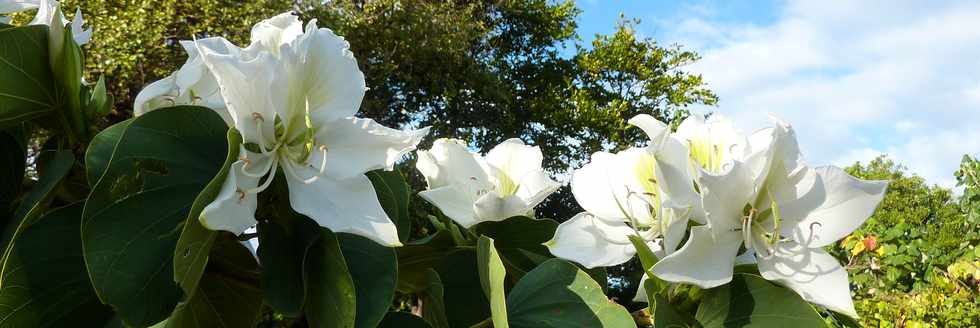 21 aot 2013 - St-Pierre - Houle - Petite Baie - Fleurs de Bauhinia