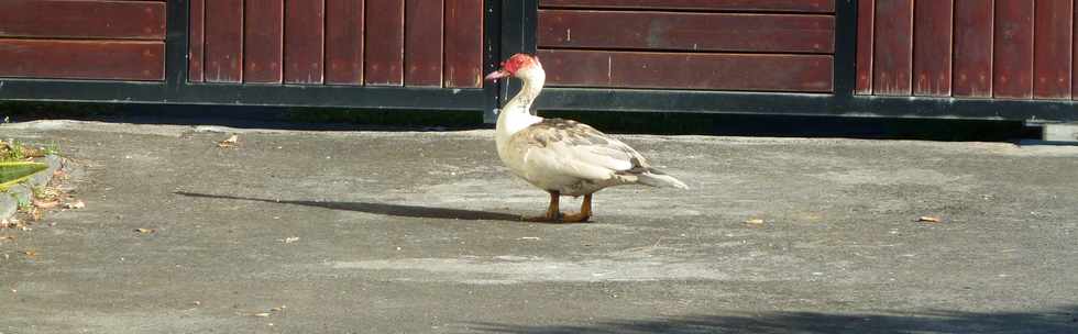 Canard chapp  la Ligne Paradis