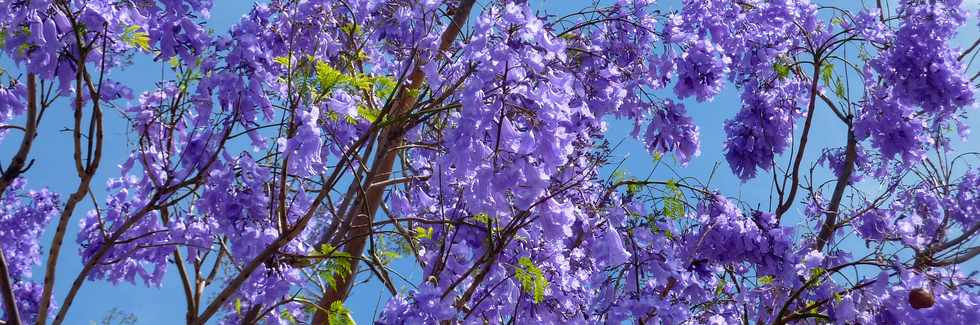 Octobre 2013 - Jacarandas en fleurs  St-Pierre