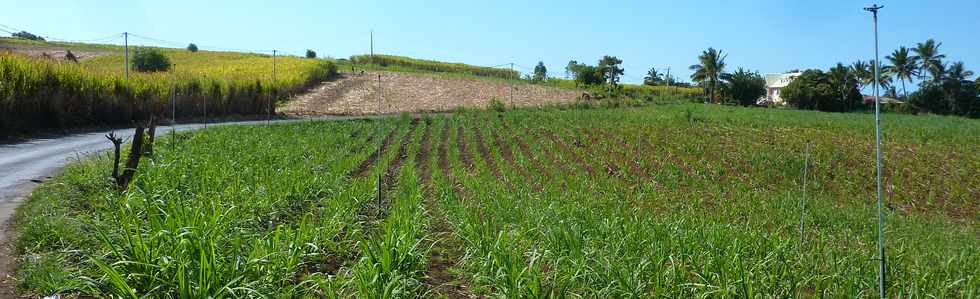 Octobre 2013 - St-Pierre - Chemin de Bassin Plat - Champs de canne -