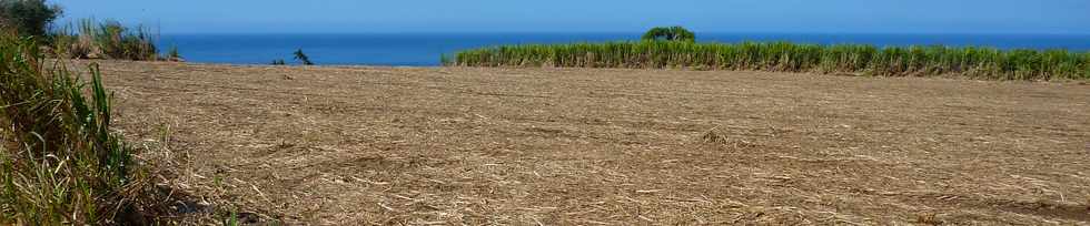 Octobre 2013 - St-Pierre - Chemin de Bassin Plat - Champs de canne -