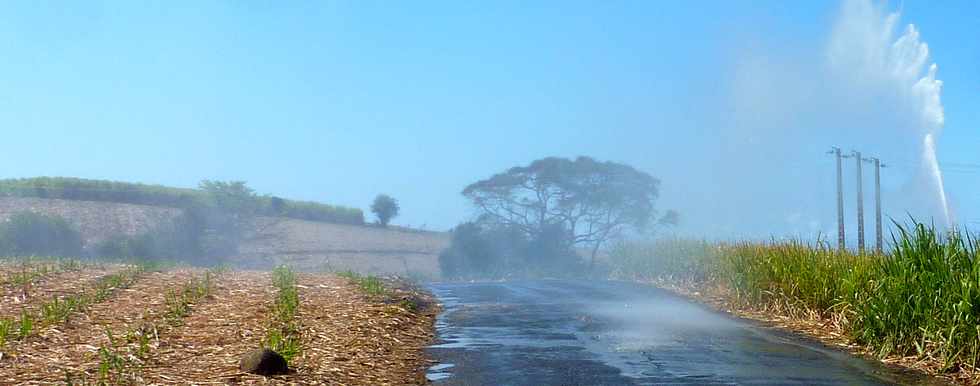 Octobre 2013 - St-Pierre - Chemin de Bassin Plat - Champs de canne -