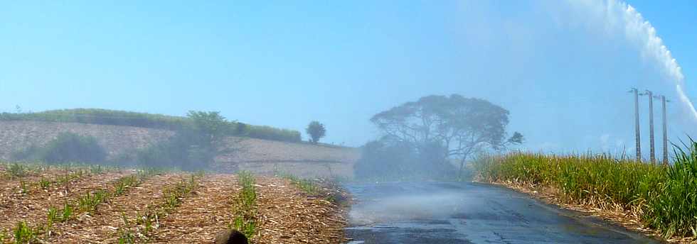 Octobre 2013 - St-Pierre - Chemin de Bassin Plat - Champs de canne -