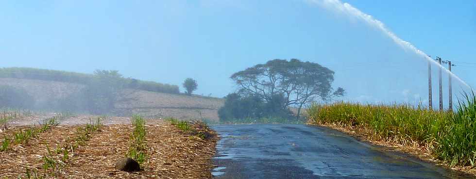 Octobre 2013 - St-Pierre - Chemin de Bassin Plat - Champs de canne -