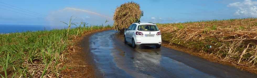 Octobre 2013 - St-Pierre - Chemin de Bassin Plat - Champs de canne -