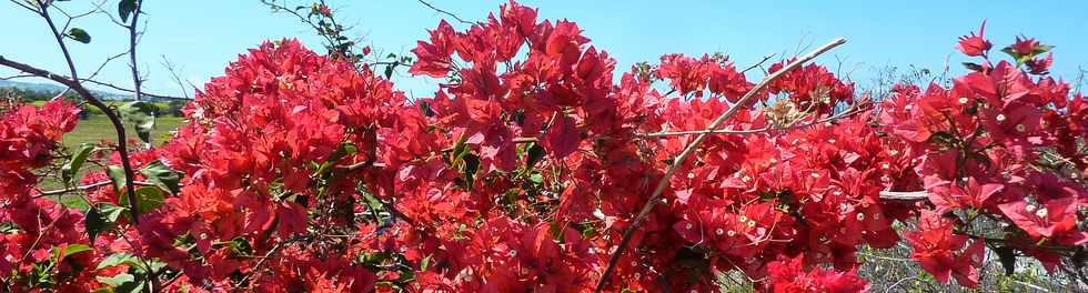 Octobre 2013 - Bougainvilles colors